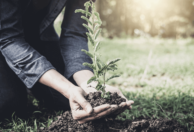 Two hands holding dirt with a small plant sprouting out.
